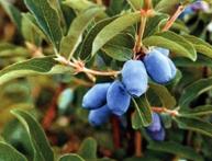 ягоды жимолости