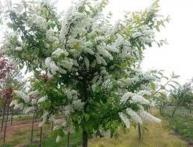 черемуха дерево