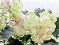 фиалка Ян-Каприз