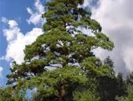 атласский кедр