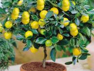 лимонное деревце