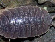 мокрица ракообразное