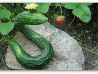 китайский змей огурцы