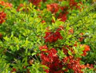 айва японская