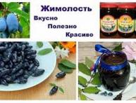 жимолость синичка