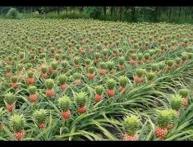 выращивание ананасов