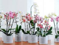 цветение орхидей