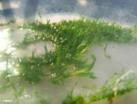 размножение фаленопсиса