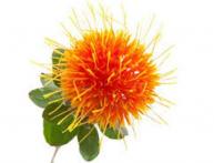 применение растения сафлоры