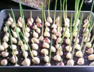 выращивание ческнока в домашних условиях