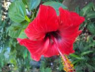 гибискус мускусный