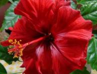 чай каркаде