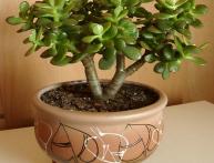 толстянка денежное дерево