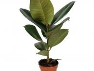 чем удобрять фикус в домашних условиях