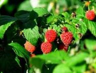 урожай малины