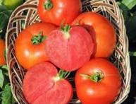 томат полбиг