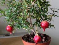 можно ли есть плоды декоративного карликового граната