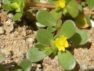 что такое портулак