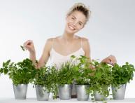 какие пряные травы можно вырастить на подоконнике