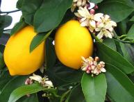 лимоны, выращивание в комнатных условиях