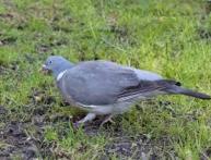 голуби - польза и вред