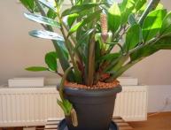 замиокулькас - выбираем грунт для посадки