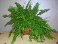 земля для папоротника