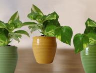 благоприятные дни для пересадки комнатных растений