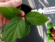 домашнее растение лимонник