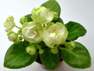 фиалка Ле Пышечка