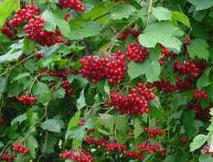 польза калины