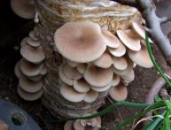 Как сделать мицелий вешенки в домашних условиях