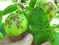 борьба с паршой