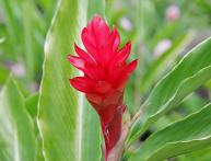 цветок имбиря