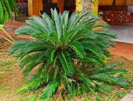 цикас, уход в домашних условиях