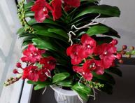 цветок ванда