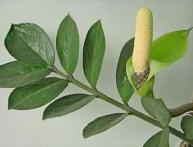 выращивание замиокулькаса