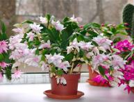 Рождественник