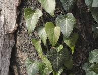 уход за плющом комнатным