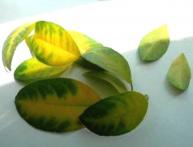 желтеют листья у лимона