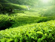 чайные плантации