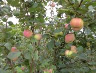 яблоня вэм розовый