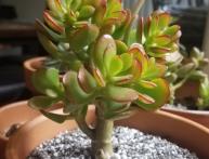 Как правильно садить денежное дерево