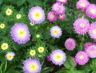 цветы астры, посадка и уход