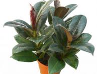 фикусы каучконосные