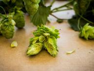 лечебные свойства хмеля