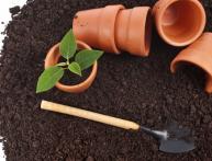 Как пересадить комнатные цветы в домашних условиях