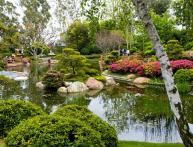 плакучие деревья для сада