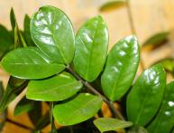 не растут побеги у замиокулькаса