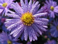 сентябринки уход за растением